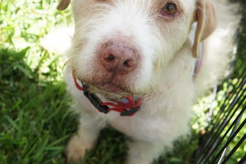 Güero lleva ocho años esperando ser adoptado.