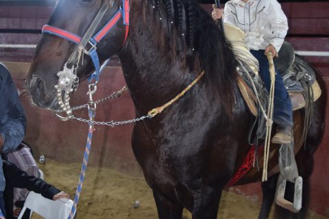 Pilín y el caballo Ramón. 